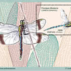 Fauna - Dragonfly. lula