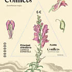 Antirrhinum Majus-Conillets