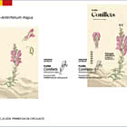 Antirrhinum Majus-Conillets