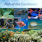 Pesci dei Caraibi