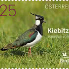 Northern Lapwing