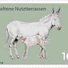 White Baroque Donkey