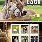 Postcard Booklet - Donkeys, Endearing Long-eared Creatures
