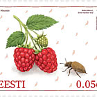 Estnischer Himbeerkäfer & Himbeerkäfer