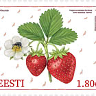 Estnischer Erdbeer-Helean & Erdbeerblütenrüssler