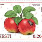 Estnischer Apfelwickler & Apfelwickler