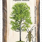 Эстонские лесные деревья - Populus Tremula и Saperda Carcharias