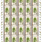 Estonian Forest Trees - Populus Tremula & Saperda Carcharias