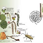 Estonian Forest Trees - Populus Tremula & Saperda Carcharias
