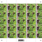 Aves de Estonia - Vencejo Común