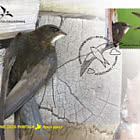 Aves de Estonia - Vencejo Común