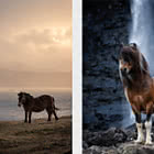Faroese Horse
