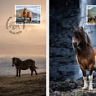 Faroese Horse