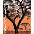 Acacia Faux-Gommier