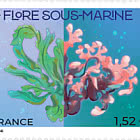 Underwater Flora