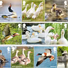 PRE-ORDER Ducks