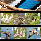 PRE-ORDER Ducks