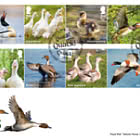 PRE-ORDER Ducks