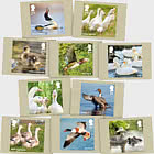 PRE-ORDER Ducks