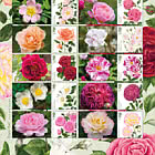 PRE-ORDER Roses - Collector's Sheet