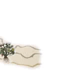 Greenlandic Plants - Part II