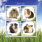 Guinea Pig