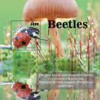 Beetles