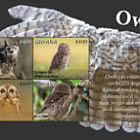 Owls