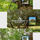 Флора Хорватии - Монументальные деревья Хорватии (C)