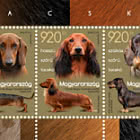 Dachshund