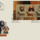 Dachshund