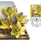 ATM - Sternbergia Clusiana