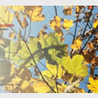 Post & Go - Autumn Colours