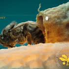 Jerseys Bestäuber – Bienen