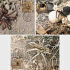 Пауки Кыргызстана