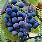 乌尊-阿赫马特葡萄 - 吉尔吉斯共和国红皮书