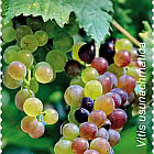 乌尊-阿赫马特葡萄 - 吉尔吉斯共和国红皮书