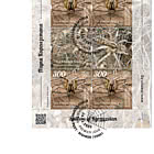 吉尔吉斯斯坦的蜘蛛