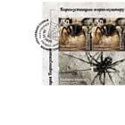 吉尔吉斯斯坦的蜘蛛