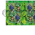 Uzun-Akhmat-Traube – Rote Liste der Kirgisischen Republik