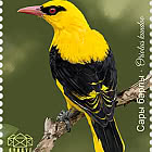Vögel Kirgisistans