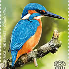 Birds of Kyrgyzstan - The Common Kingfisher