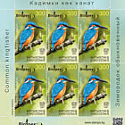 Birds of Kyrgyzstan - The Common Kingfisher