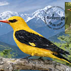 Birds of Kyrgyzstan - The Indian Golden Oriole