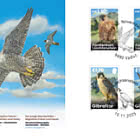 Junge Wanderfalken – Migration Damals und Heute