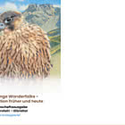 Junge Wanderfalken – Migration Damals und Heute