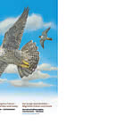 Junge Wanderfalken – Migration Damals und Heute