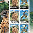 Junge Wanderfalken – Migration Damals und Heute