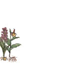 Orchids