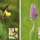 Orchids